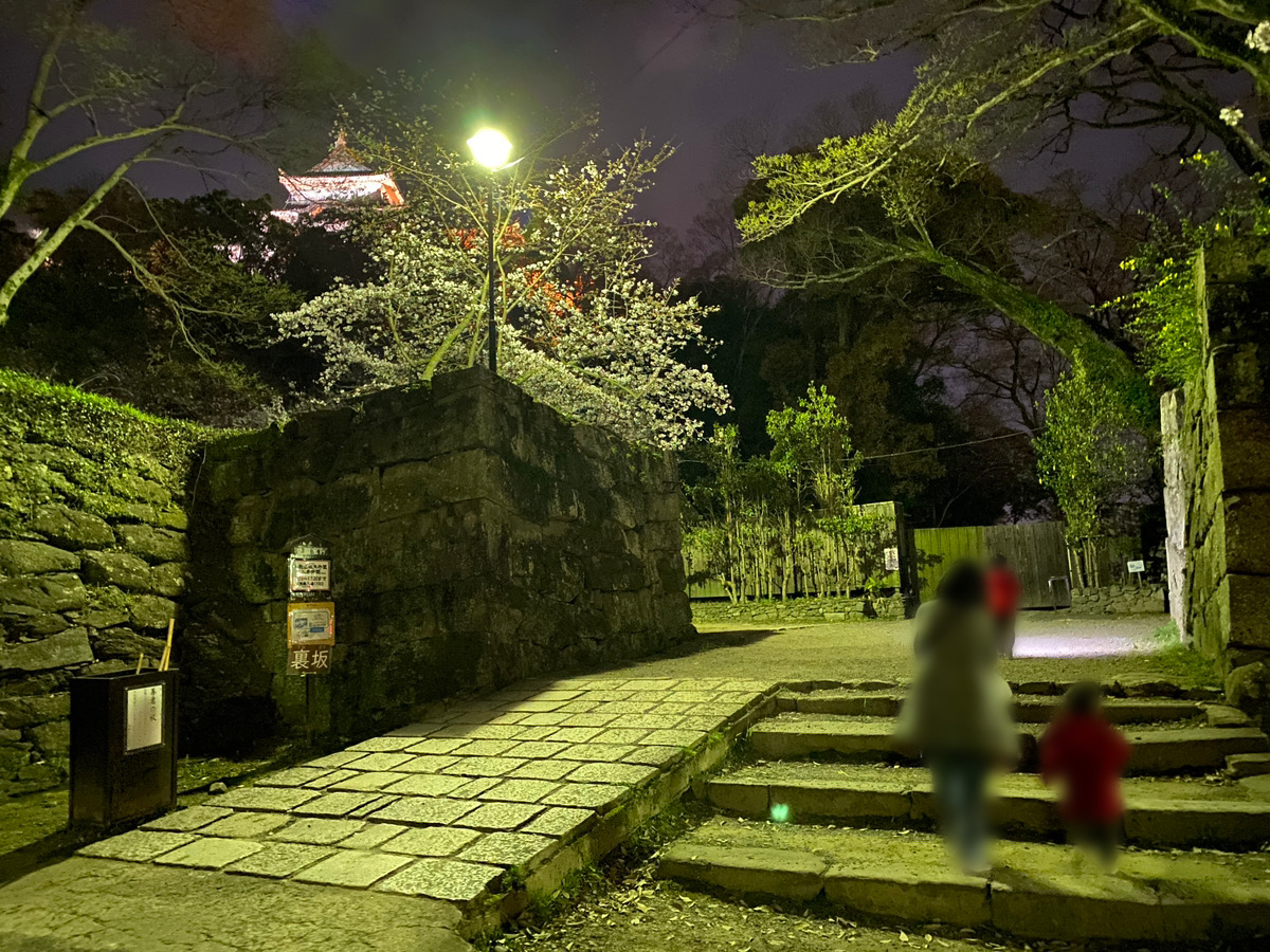 和歌山城の夜桜