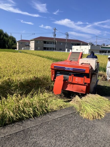 稲刈りしました　～田辺市～