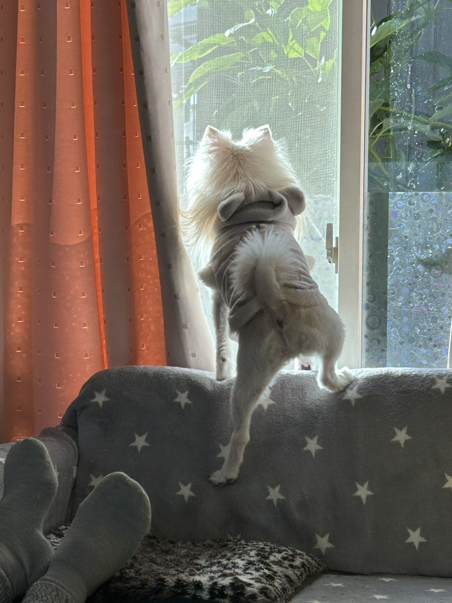 窓際の特等席　～モモちゃん日記～