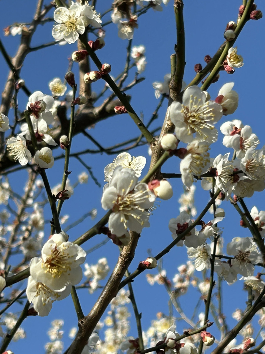 種子島から移住してきました！新入社員の野間です
