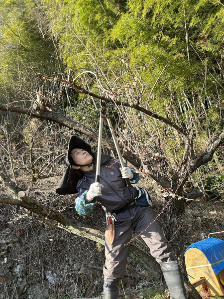 こんな事もやってます！～休日に梅畑の剪定～